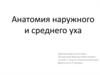 Анатомия наружного и среднего уха