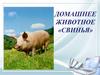 Домашнее животное «свинья»
