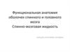 Функциональная анатомия оболочек спинного и головного мозга. Спинно-мозговая жидкость