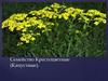 Семейство Крестоцветные (Капустные)