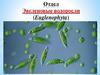 Отдел Эвгленовые водоросли (Euglenophyta)