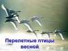 Перелетные птицы весной