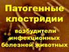 Патогенные клостридии, возбудители инфекционных болезней животных. Лекция №2