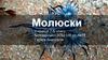 Молюски