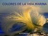 Colores de la Vida Marina