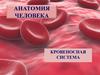 Кровеносная система человека. Виды и строение кровеносных сосудов. Строение сердца