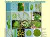 Зеленые водоросли Chlorophyta