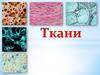 Ткани. Гистология