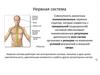 Нервная система человека