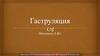 Гаструляция. Дробление и гаструляция в кишечнодышащих