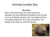 Animals London Zoo