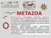 Metazoa. Характеристика многоклеточных