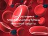 Центральные и периферические органы иммунной защиты