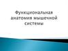 Функциональная анатомия мышечной системы
