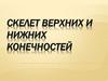 Скелет верхних и нижних конечностей