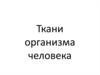 Ткани организма человека. Эпителиальные ткани