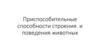 Приспособительные способности строения  и поведения животных