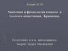 Анатомия и физиология тонкого и толстого кишечника. Брюшина. Лекция № 30