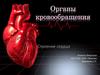 Органы кровообращения