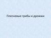 Плесневые грибы и дрожжи