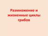 Размножение и жизненные циклы грибов