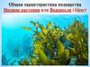 Общая характеристика подцарства Низшие растения или Водоросли (Algae). Лекция - 4