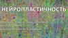 Нейропластичность