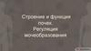 Строение и функция почек. Регуляция мочеобразования