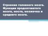 Строение головного мозга. Функции продолговатого мозга, моста, мозжечка и среднего мозга