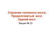 Строение головного мозга. Продолговатый мозг. Задний мозг. Лекция № 23
