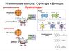 Нуклеиновые кислоты. Структура и функции