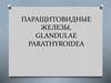 Паращитовидные железы, glandulae parathyroidea