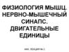 Физиология мышц. Нервно-мышечный синапс. Двигательные единицы. (Лекция 2)