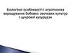 Біологічні особливості і агротехніка вирощування бобових овочевих культур і цукрової кукурудзи