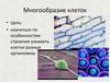 Многообразие клеток