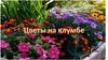 Знакомство с семенами цветов