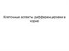 Клеточные аспекты дифференцировки в корне