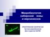 Микробиология сибирской язвы и иерсиниозов