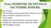 Понятие об органах растений. Корень