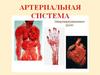 Артерии большого и малого круга кровообращения