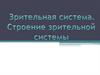Зрительная система. Строение зрительной системы