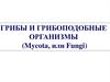 Грибы и грибоподобные организмы (Mycota, или Fungi). Лекция 8 -9