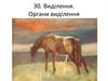 Виділення. Органи виділення