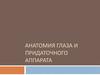 Анатомия глазного яблока и придаточного аппарата