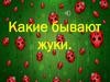 Какие бывают жуки
