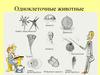 Одноклеточные животные