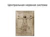 Центральная нервная система