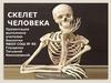 Скелет человека