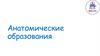 Анатомические образования