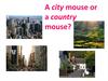 A city mouse or a country mouse